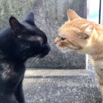 尾道美術館の猫と警備員のその後・猫に変化が・・・