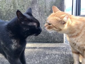 尾道美術館の猫と警備員のその後・猫に変化が・・・