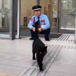尾道市立美術館の猫と警備員2019年夏!まだまだ続く攻防