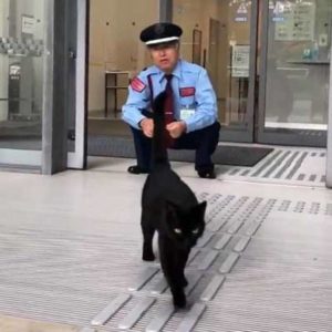 尾道市立美術館の猫と警備員2019年夏！まだまだ続く攻防