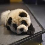 中国のパンダカフェが物議 モフモフの正体は・・・?