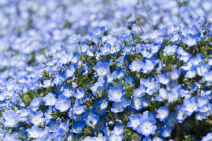 [ヒルナンデス]昭和の名曲TOP10！美空ひばりが1位・2位は・・・？