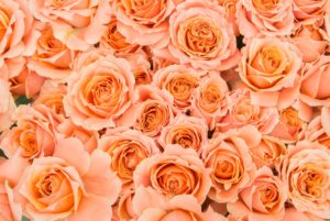 [この差って]韓国ドラマ！韓流四天王・新旧四天王チェック