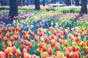 [ヒルナンデス]業務スーパー・スー子さん レンチン赤飯の素！1袋でOK