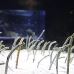 すみだ水族館のチンアナゴに異変が!3日~5日顔見せ祭りを開催