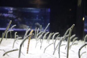 すみだ水族館のチンアナゴに異変が!3日~5日顔見せ祭りを開催