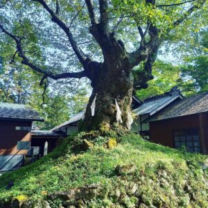 【ヒルナンデス】軽井沢激レア神社！パワースポット「しなの木」